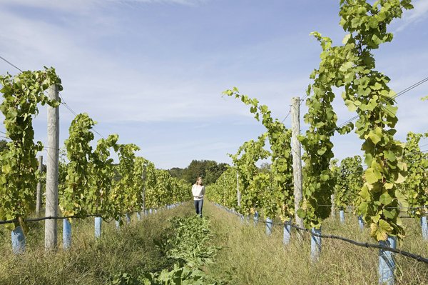 Quelles sont les meilleures destinations pour un voyage axé sur la découverte des vins en Espagne?